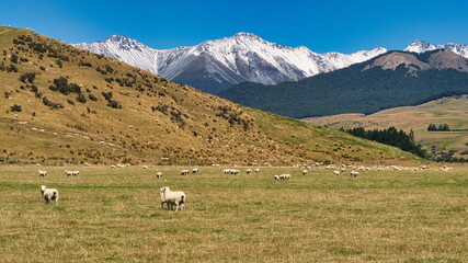 Fototapeta na wymiar Sheep in Paddocks with the Southern Alps in the Background