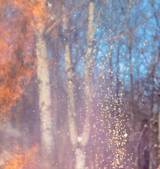 Firework sparks in nature during the day.