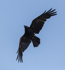 Black raven in flight against the sky