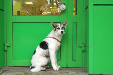  The dog, leashed to the door handle, sits and waits for the owners to return from the store.