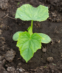 Young seedling of cucumber in the ground.