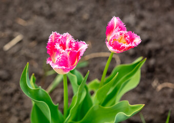 Decorative pink tulip in nature.