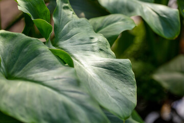 Obraz premium Green leaves on an ornamental plant. Nature
