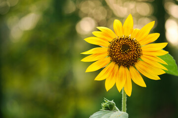 Fototapeta premium Sun flower