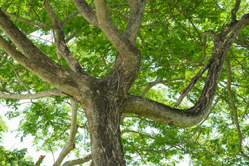 Fototapeta na wymiar natural sence with tree,trunk
