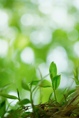 Choose the focus point on the leaf,The leaves are fresh green with copy space.light green