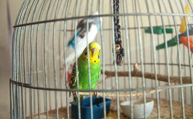 Beautiful parrot in a wire cage.
