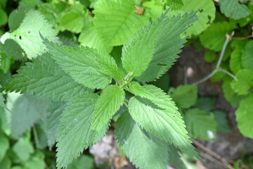 Fototapeta na wymiar Stinging nettle leaves as background. Green texture of nettle. Top view.