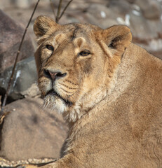 Fototapeta na wymiar Portrait of a lioness in the zoo.