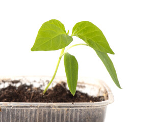 Small paprika sprout isolated on white background.