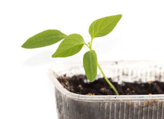 Small paprika sprout isolated on white background.