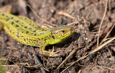 Green lizard on the ground in spring.