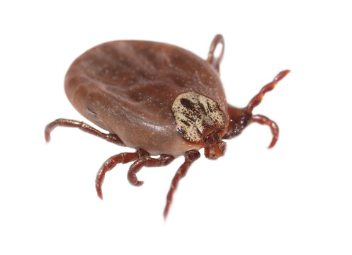The tick is isolated on a white background.