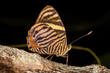 Fototapeta na wymiar yellow butterfly close up photo