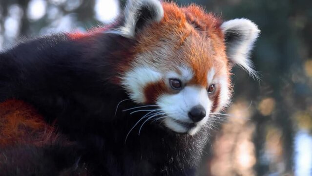 A close up to a red panda's head