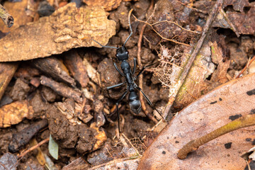 Neoponera apicalis ant macro close up
