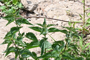 Nettles plant. Stinging nettle leaves as background. Green texture of nettle. Top view.