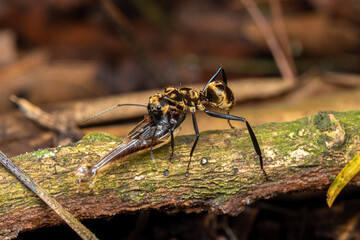 yellow campenter ant camponotus sericeiventris