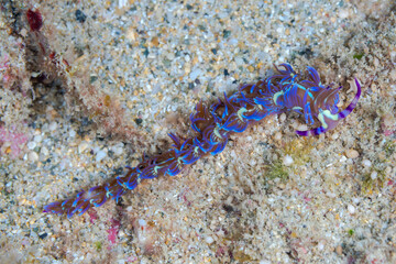 ムカデミノウミウシ
 Pteraeolidia semperi (Bergh, 1870)