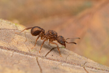 little fungus ant close up costa rica