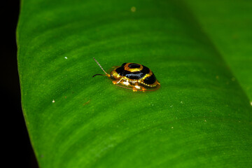 Plagiometriona insect ladybug golden macro costa rica