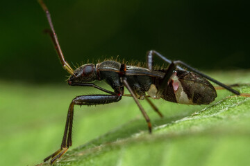 close up macro assasing bug
