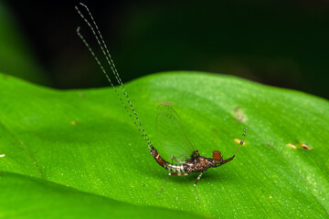 Baetis prayer insect macro costa rica