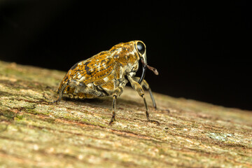 yellow close up weevil