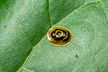 Plagiometriona insect ladybug golden macro costa rica