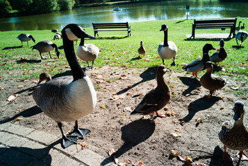 Fototapeta premium country goose and geese