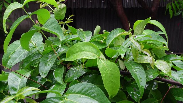 Rain is falling on green trees. Rain falling on longan fruit trees. The scenery of a rainy day. Raindrops are falling on the leaves of the trees. 4k video. 