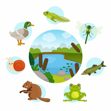 Vector set of pond animals. Cartoon illustrations of cute animals. Vector background pond, lake.
