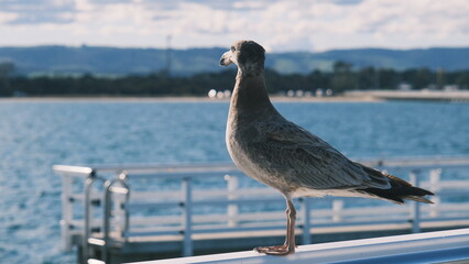 pacific gull bird / seabird / seagull on the jetty by the water