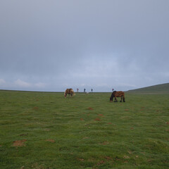 Route du chemin de Compostelle, passage du col de Roncevaux avec randonneurs et chevaux en liberté.