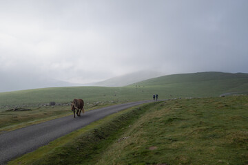 Route du chemin de Compostelle, passage du col de Roncevaux avec randonneurs et chevaux en liberté.