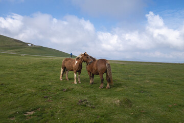 Route du chemin de Compostelle, passage du col de Roncevaux avec randonneurs et chevaux en libert&eacute;.