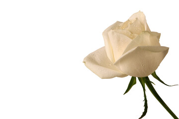 White rose. White background. Top view. Close-up.