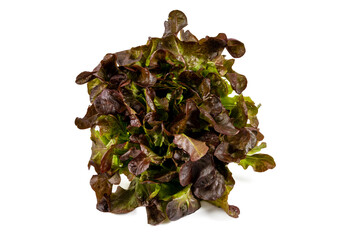 Newly harvested red lettuce on an isolated white background