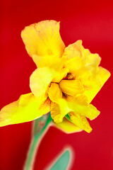 flowers on a background