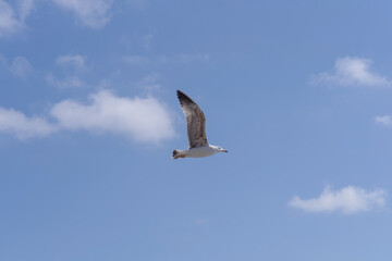 Fototapeta premium An young Yellow-legged seagull flying over a blue sky