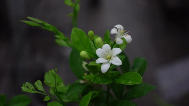 Fragrant orange jessamine (Kamini) white flowers on the green tree. Close-up of wet white Madhu Kamini flower In Rainy Season. 4k Video. 