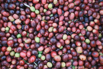 red and black olives