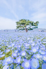 茨城県ひたちなか市ひたち海浜公園のネモフィラ畑