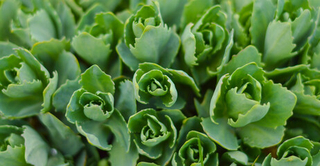 Selective focus. Stonecrop in sunlight, ornamental garden plant. Sedum prominent (Sedum spectabile).