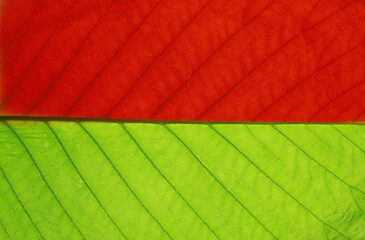 Chestnut leaf texture. Green and red macro leaf. Chestnut leaf veins close-up. Creative plant background. Abstract summer and autumn background.