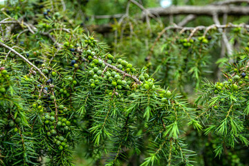 A branch of junpier with berries in different ripening stages