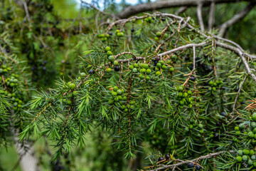 A branch of junpier with berries in different ripening stages