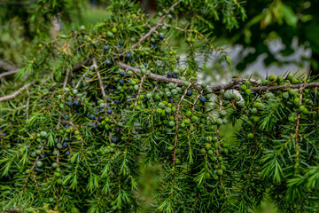 Fototapeta na wymiar A branch of junpier with berries in different ripening stages