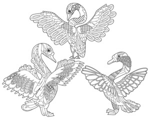 Cute beautiful bird swan. Black and white background. Funny creature, coloring book pages. Hand drawn illustration in zentangle style for children and adults, tattoo.