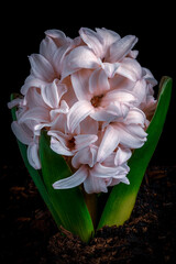 A pink hyacinth flower bud emerges from the soil.